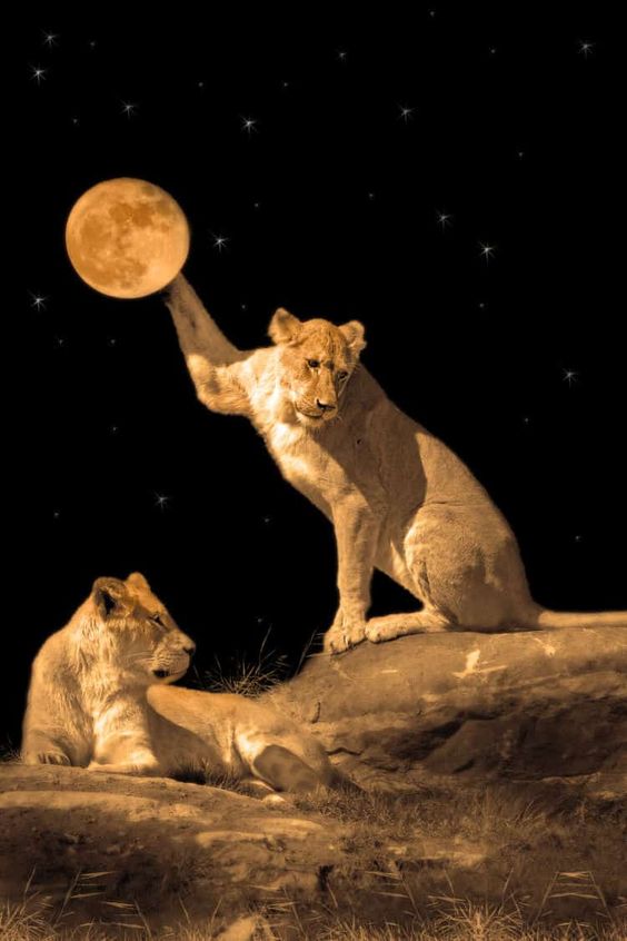 Embracing Leo Season and the Full Moon in Capricorn: Self-Care Tips and Journal Prompts